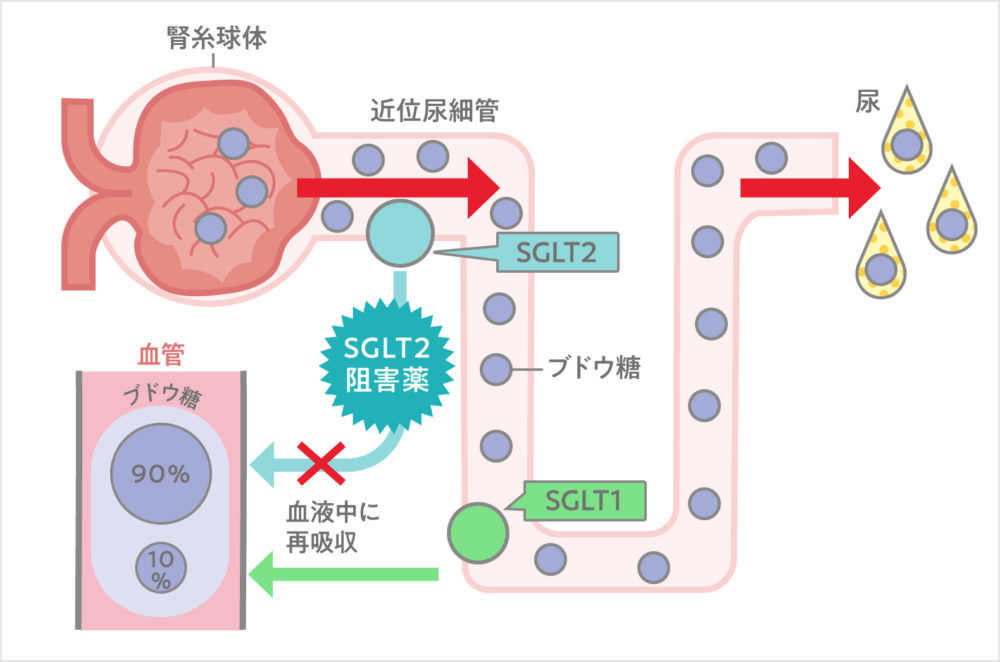 SGLT2阻害薬の作用機序