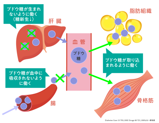 糖尿病とインスリン生成