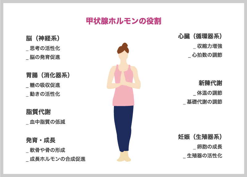 甲状腺ホルモンの役割